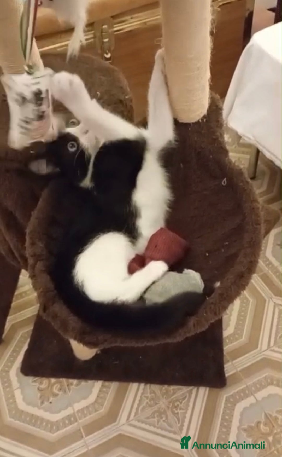 Europeo gatti in regalo: Timmy il micino che adora stare in braccio  - Annuncio 3