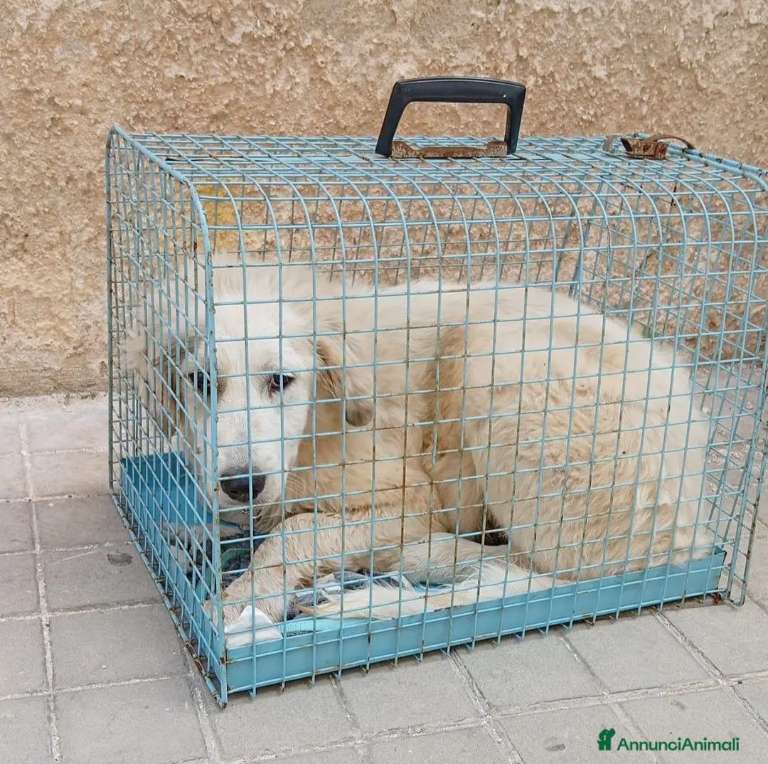 Meticcio cani 4mesi sopravvissuta,i fratelli deceduti! SICILIA - Annuncio 1