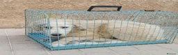 Meticcio cani in regalo: 4mesi sopravvissuta,i fratelli deceduti! SICILIA - Annuncio 1