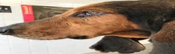 Segugio Svizzero cani in regalo: Luna Segugia del Giura - Annuncio 5