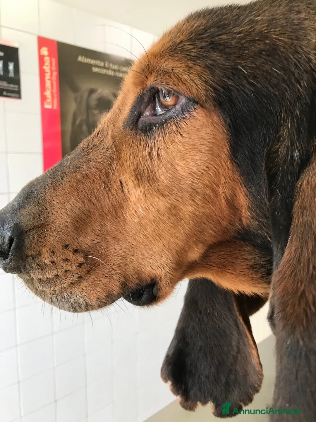 Segugio Svizzero cani in regalo: Luna Segugia del Giura - Annuncio 5