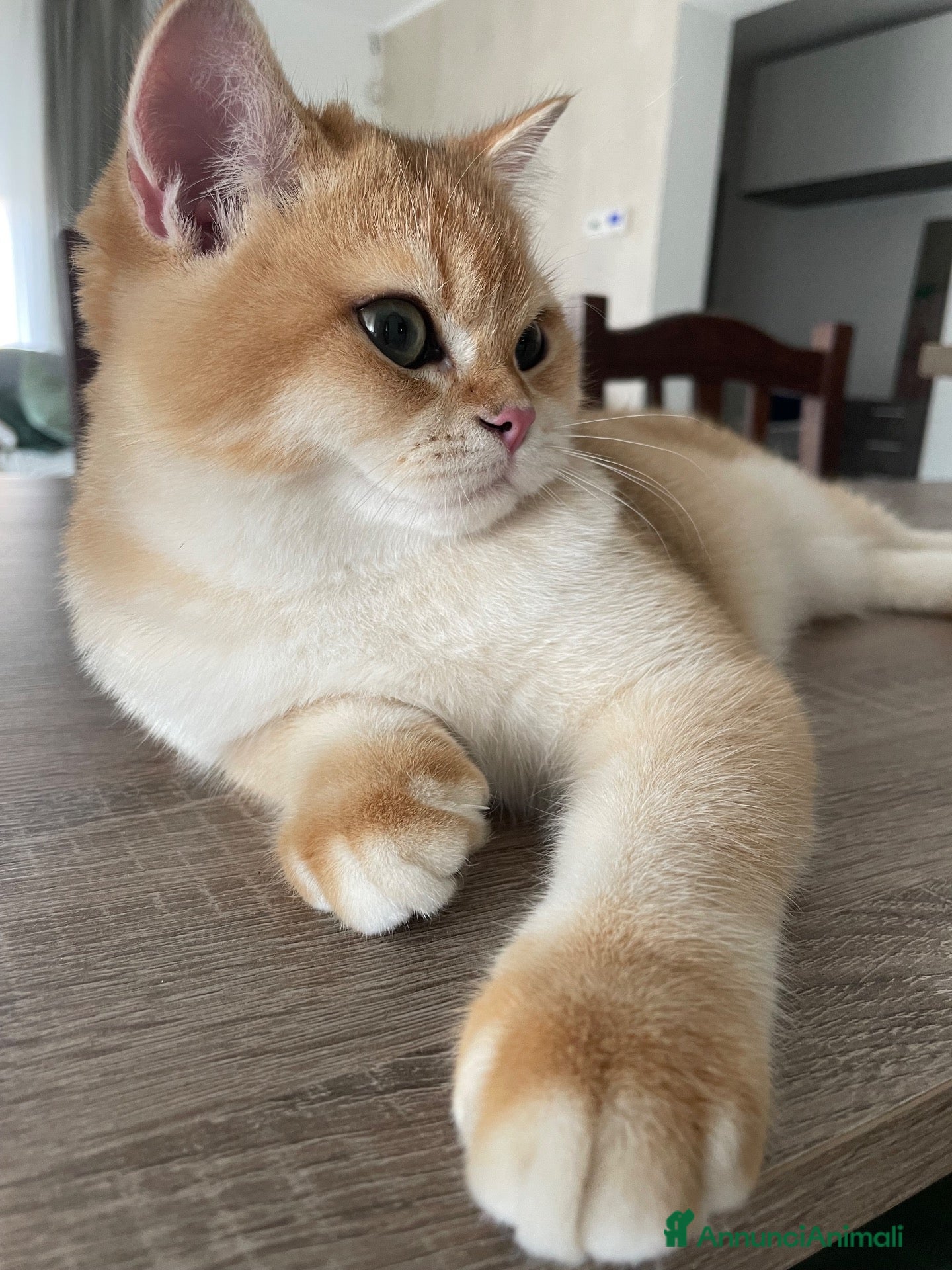 British gatti Cucciolo British Shorthair N12 - Annuncio 23