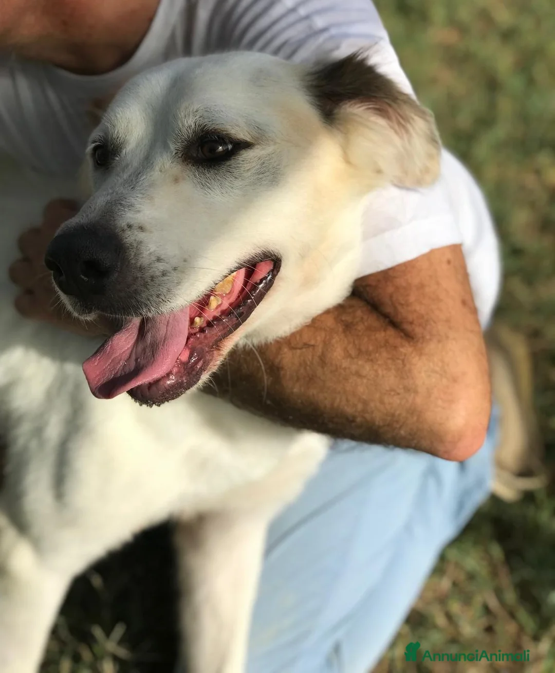 Labrador cani in regalo: AIGOR, simil labradorino a Provincia di Latina - Annuncio 5