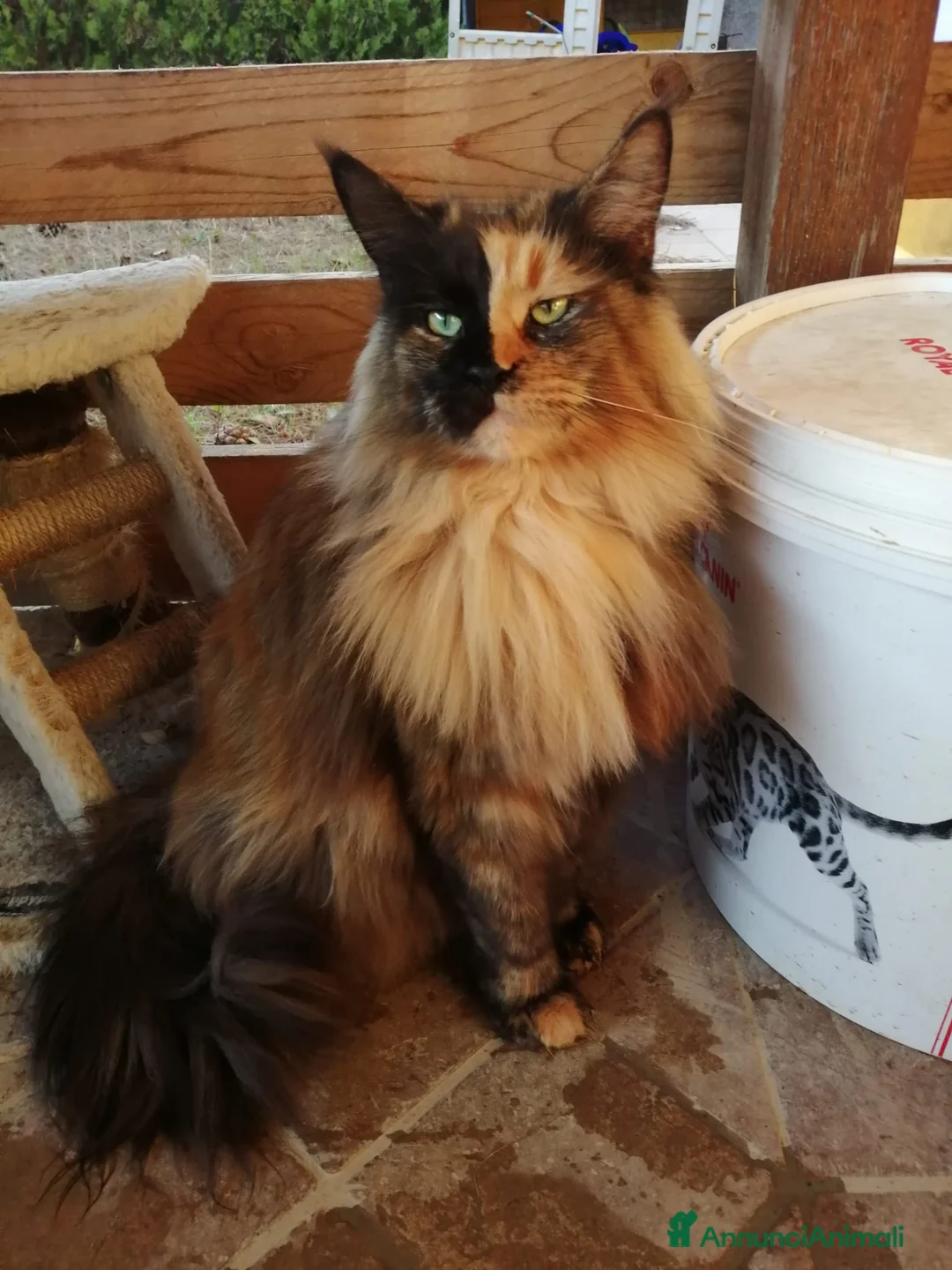 Maine Coon gatti in vendita: Meravigliosa Maine coon certificata afsi  - Annuncio 6
