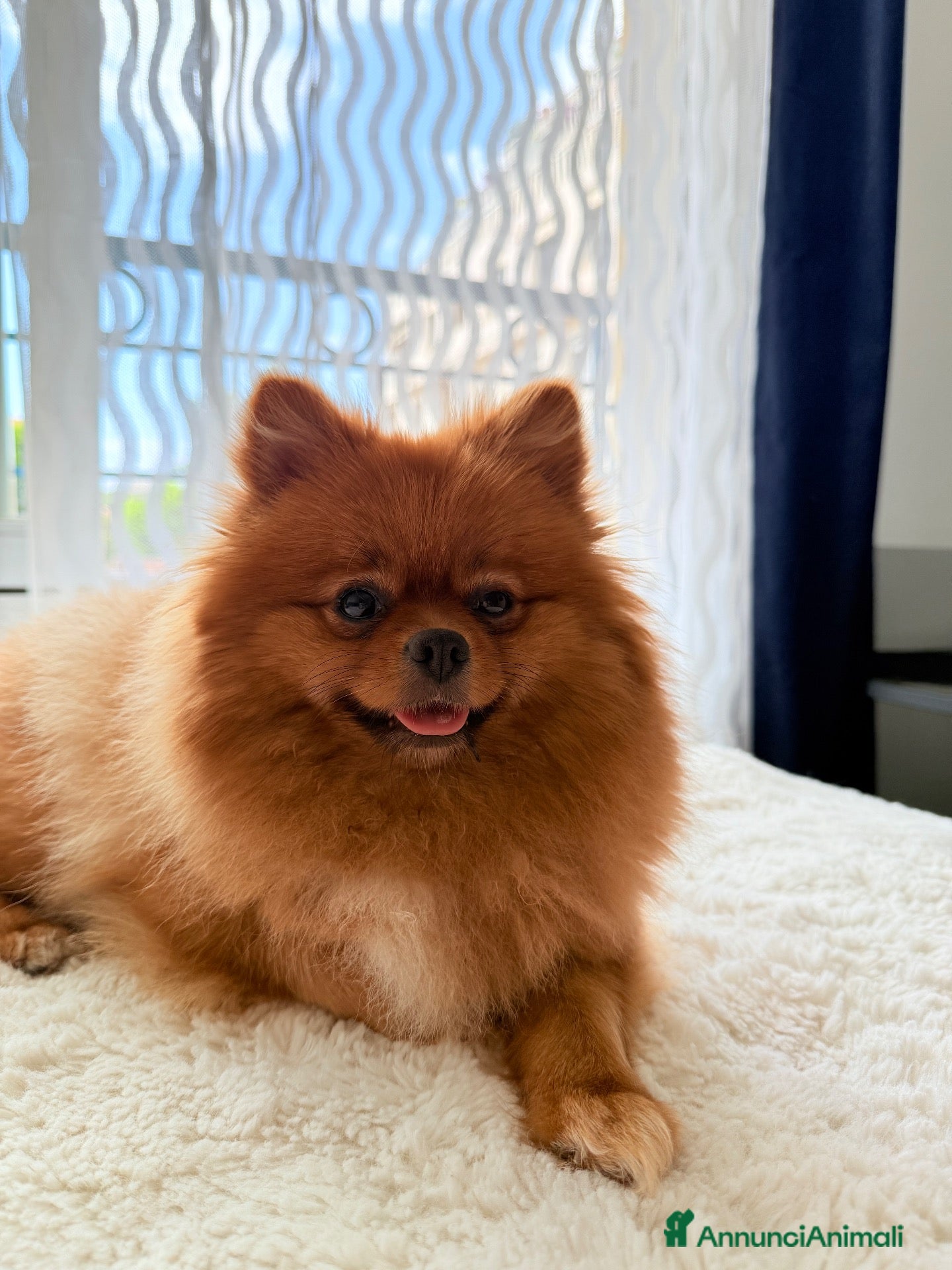 Spitz cani Spitz tedesco - Annuncio 3