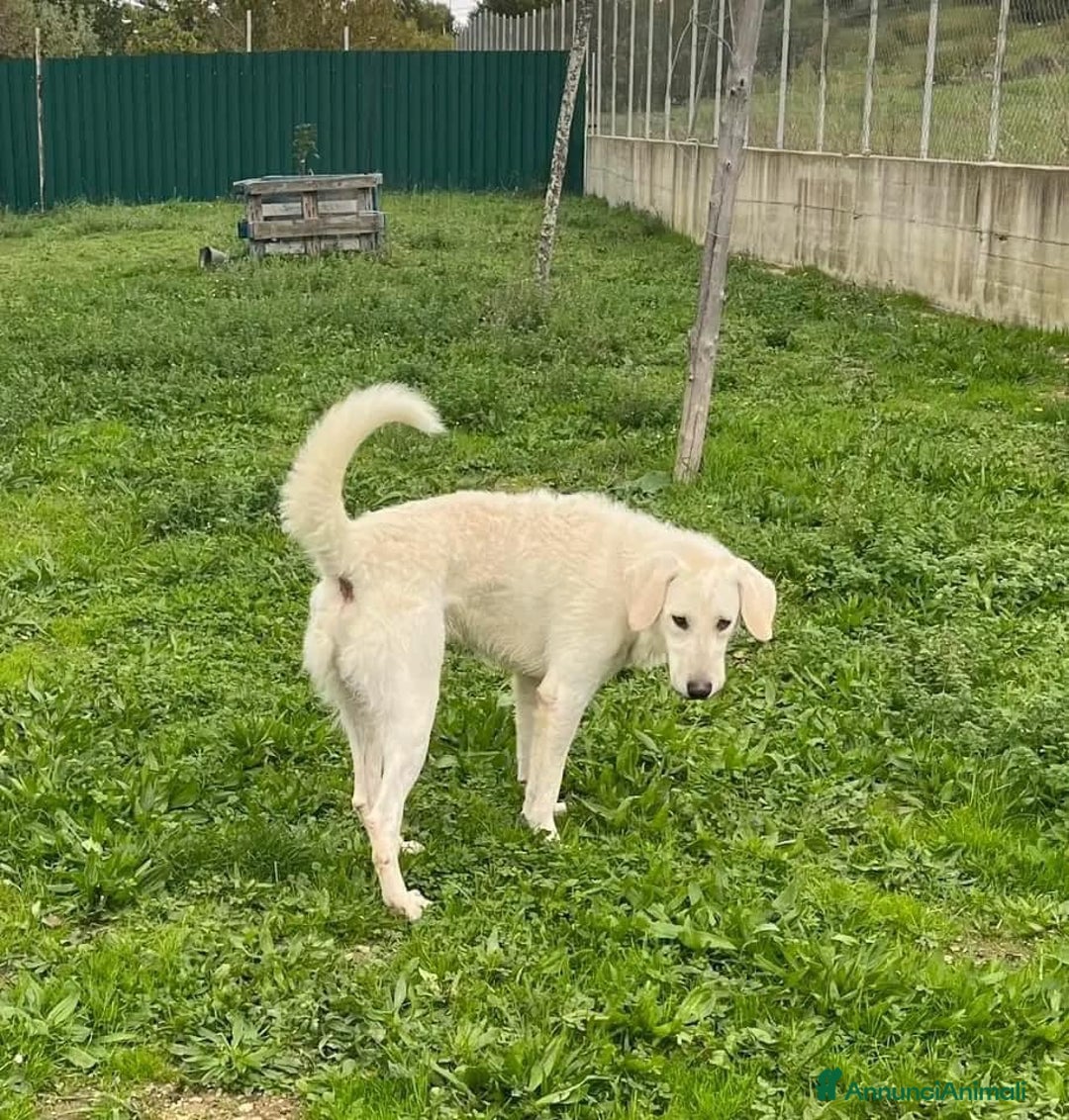 Meticcio cani in regalo: LERRY determinato tg mediogrande - Annuncio 5
