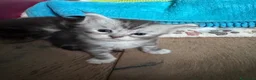 Maine Coon gatti in vendita: Cuccioli di Maine Coon Silver - Annuncio 2