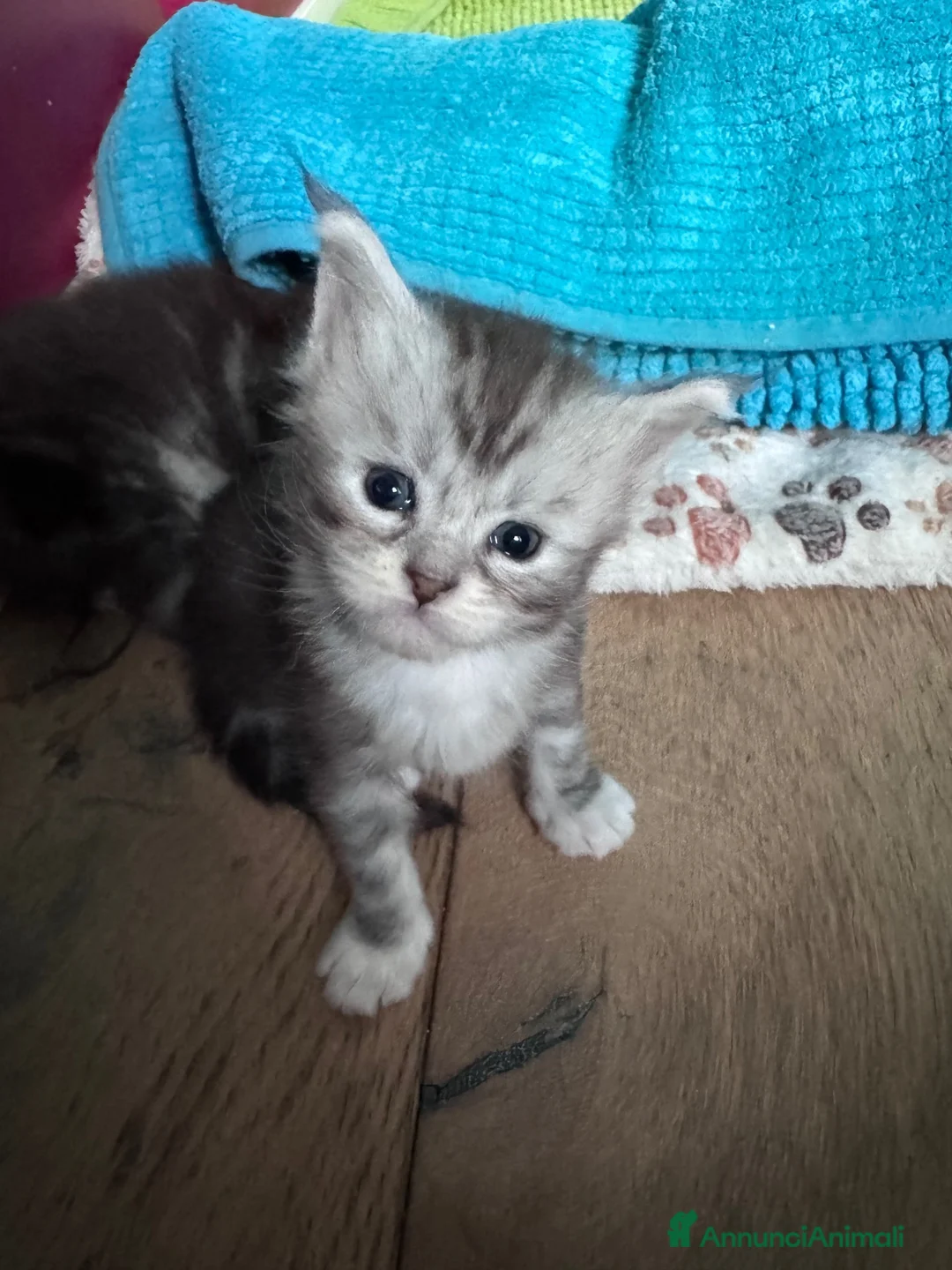 Maine Coon gatti in vendita: Cuccioli di Maine Coon Silver - Annuncio 2