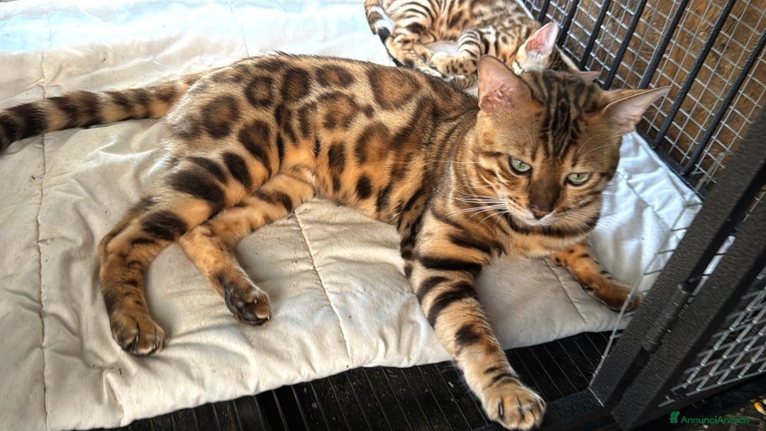 Bengala gatti in vendita: Cucciole di Bengal con Pedigree a Provincia di Asti - Immagine 2