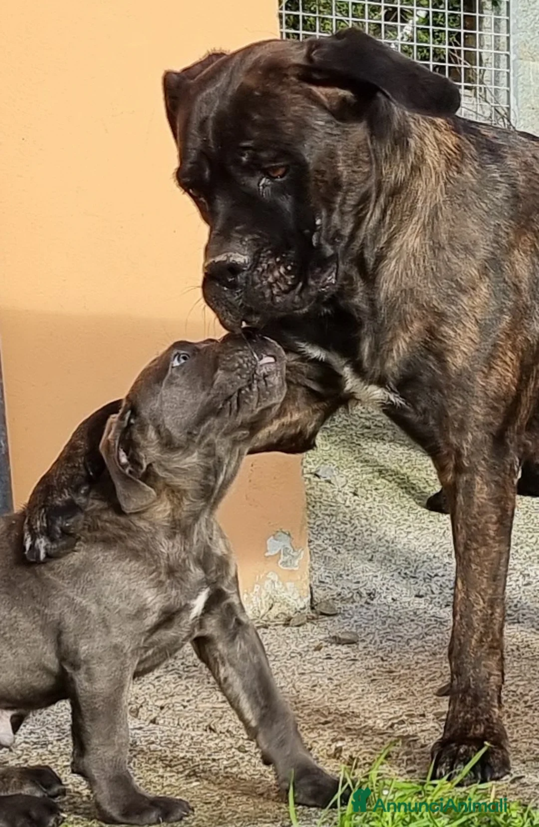 Immagine della galleria {{count}}