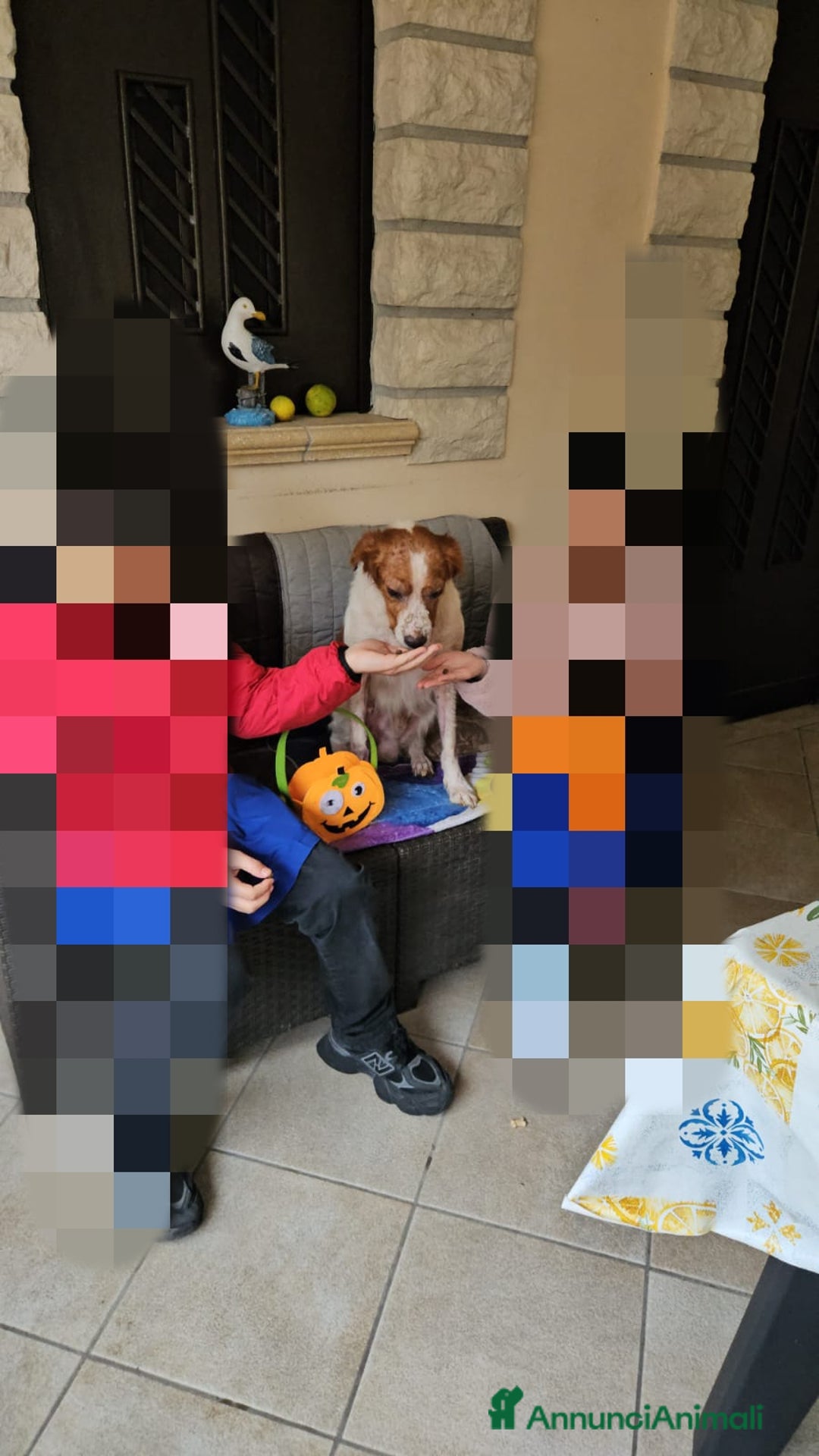 Breton cani in regalo: Tommy: giovane bretoncino socievole equilibrato  - Annuncio 5