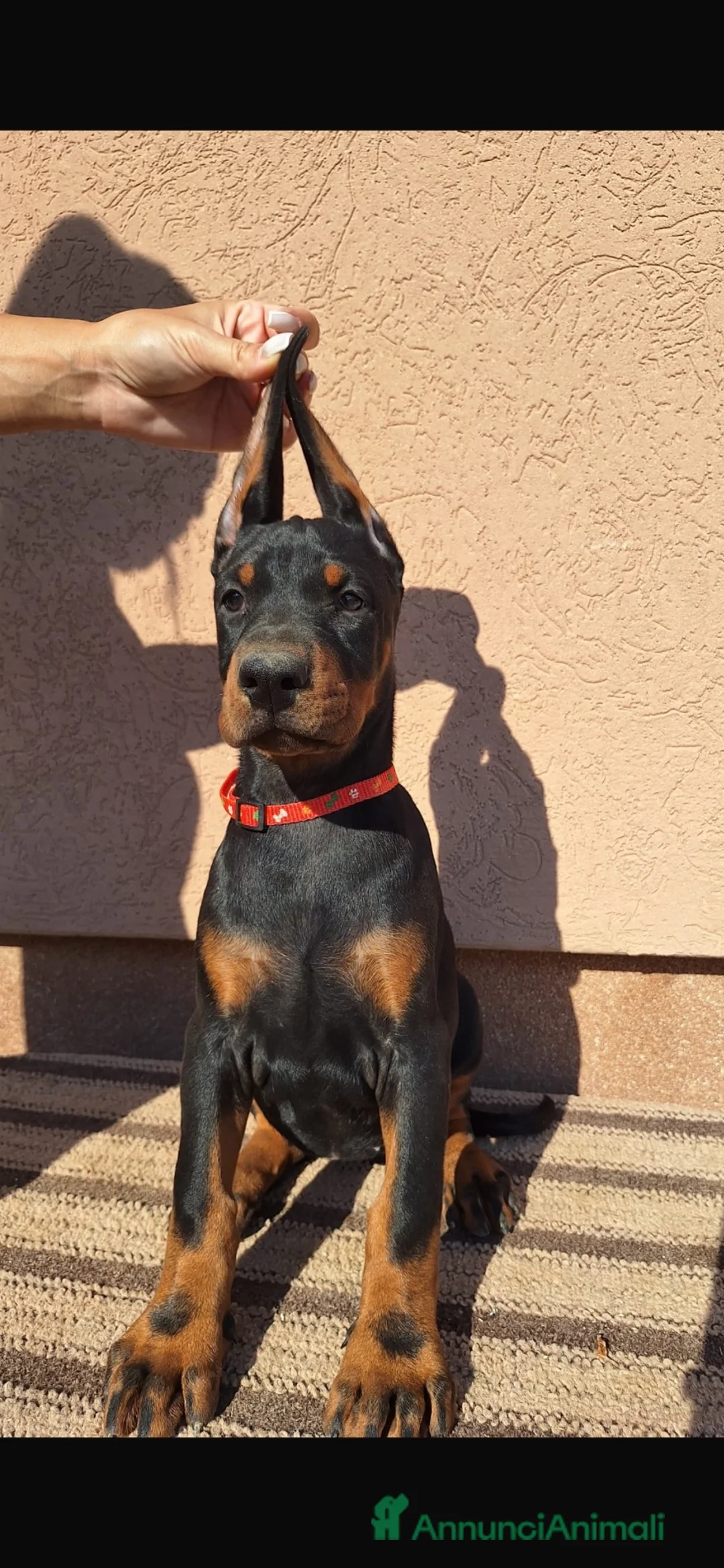 Dobermann cani in vendita: Doberman - Annuncio 2