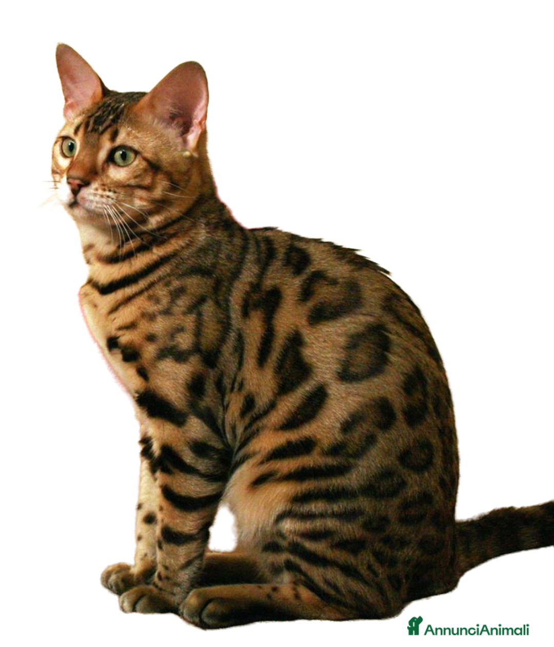 Immagine della galleria {{count}}