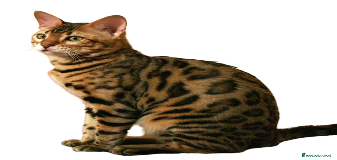 Immagine della galleria {{count}}