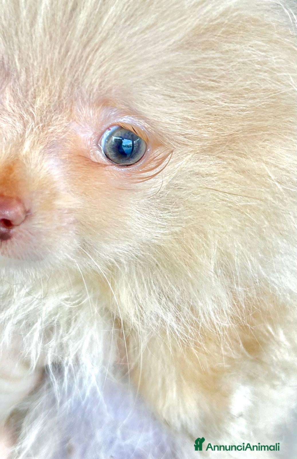 Spitz cani Spitz Pomerania  - Annuncio 2