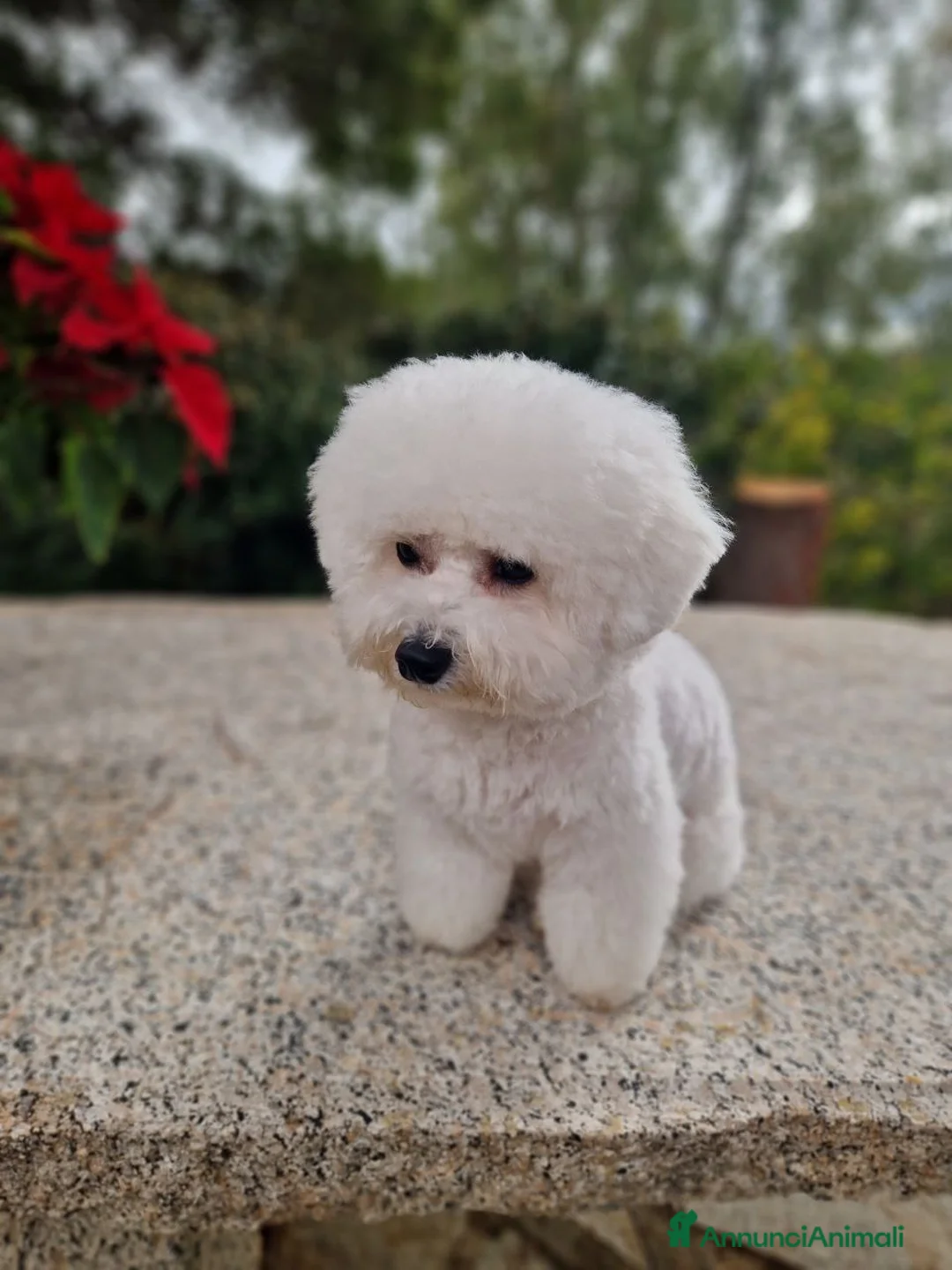 Bichon cani in vendita: Bichon Frise a Provincia del Sud Sardegna - Annuncio 17