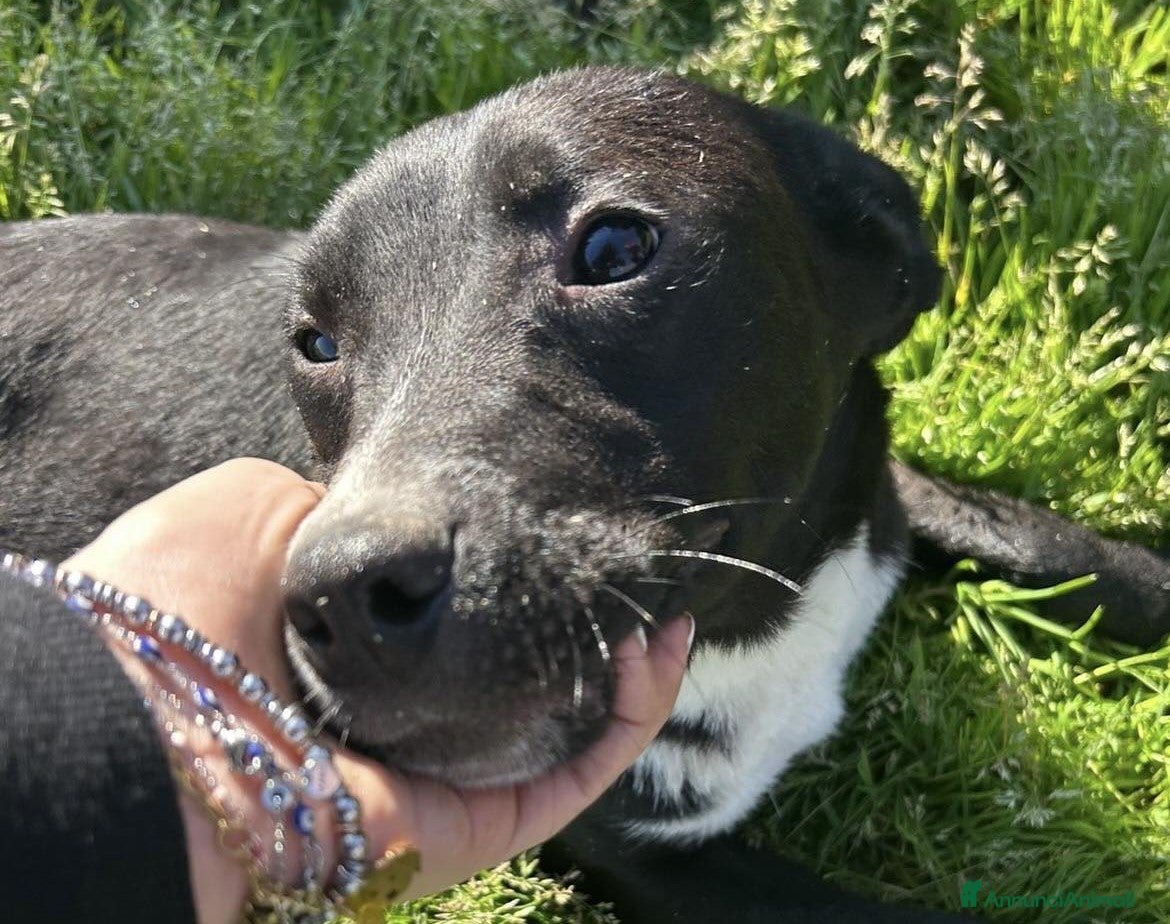 Meticcio cani RITA, cucciolandia - Annuncio 2