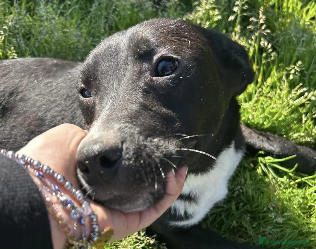 Meticcio cani in regalo: RITA, cucciolandia - Annuncio 1