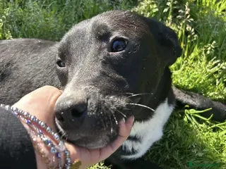 Meticcio cani RITA, cucciolandia - Annuncio 6