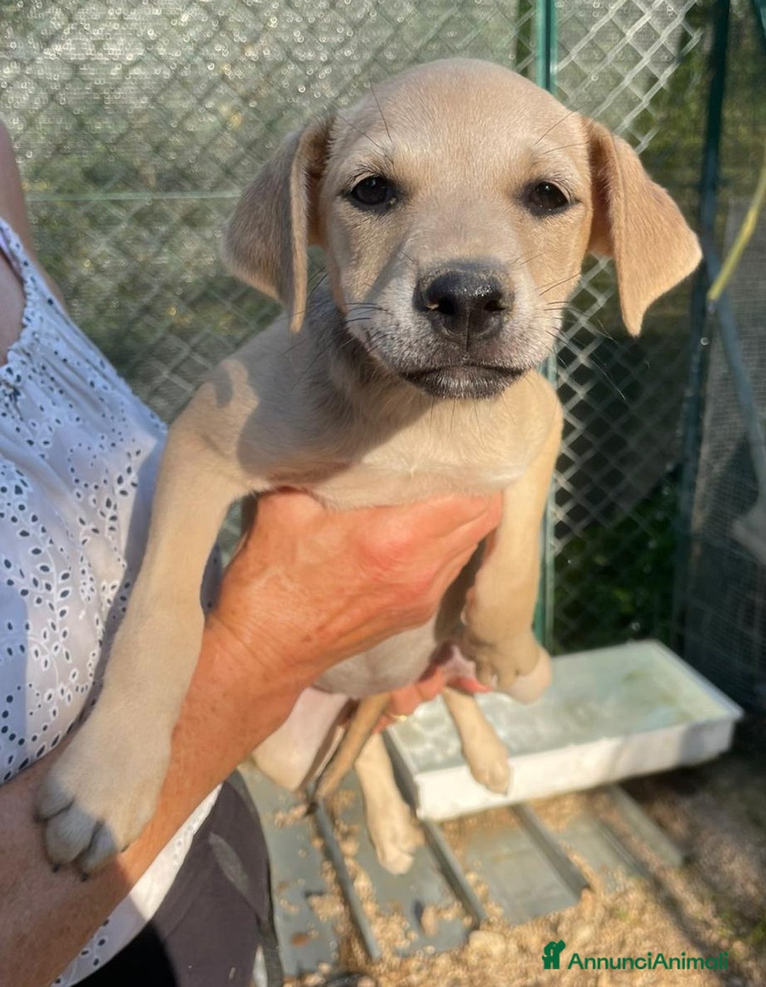 Meticcio cani in regalo: LA DOLCISSIMA INDIANA ASPETTA TE a Provincia di Ravenna - Immagine 5