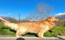 Golden Retriever cani in vendita: Cuccioli linea 100% americana  a Città metropolitana di Milano - Immagine 15