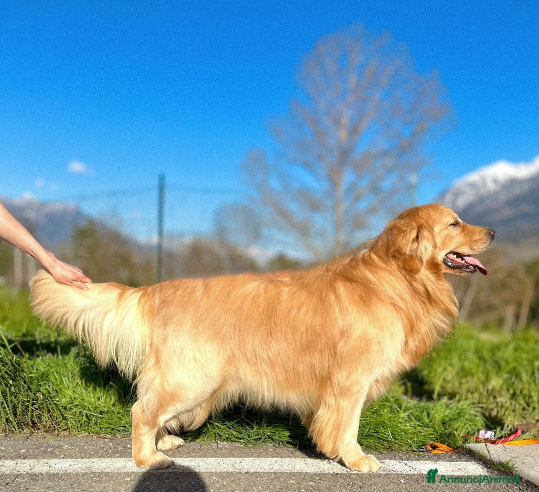 Golden Retriever cani in vendita: Cuccioli linea 100% americana  a Città metropolitana di Milano - Immagine 15