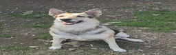 Pastore Tedesco cani in regalo: UNA CASA PER LUNA 🙏🙏❤️‍🩹❤️‍🩹☘️☘️ - Annuncio 2