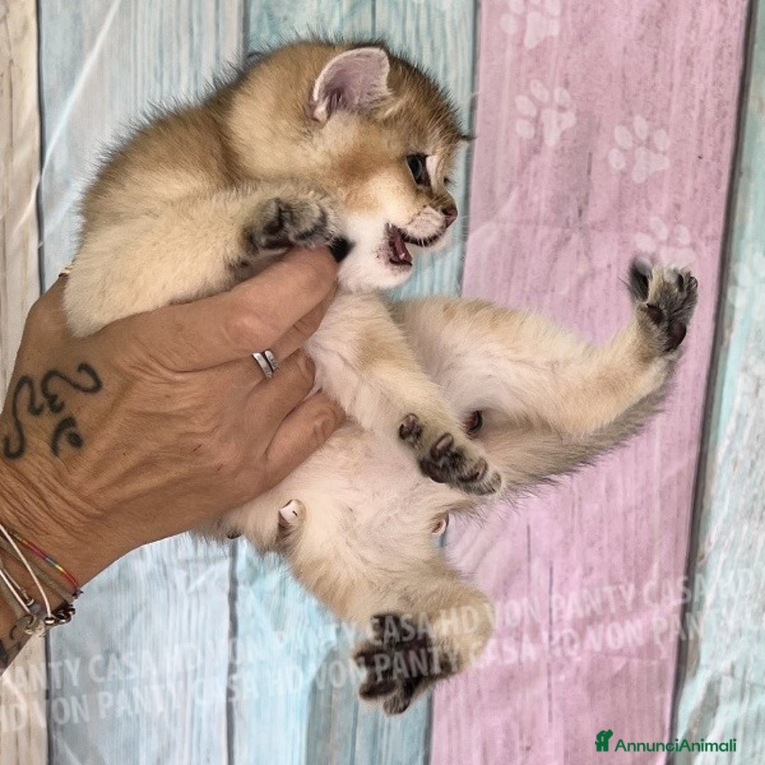 British gatti in vendita: Cuccioli British Shorthair  - Annuncio 17