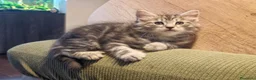 Siberiano gatti in vendita: Cuccioli siberiani con pedigree  - Annuncio 7