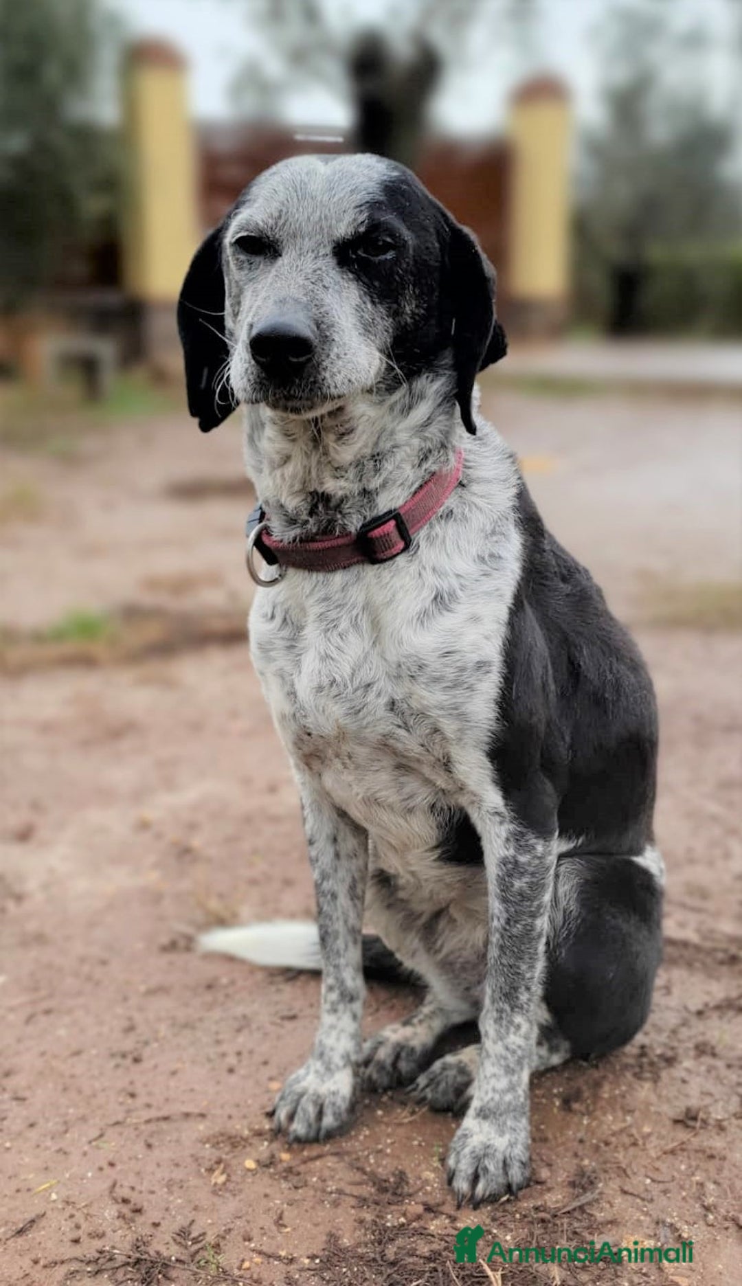 Bracco cani in regalo: VIRGINIA una piccola bracco da amare a Pomezia - Annuncio 9