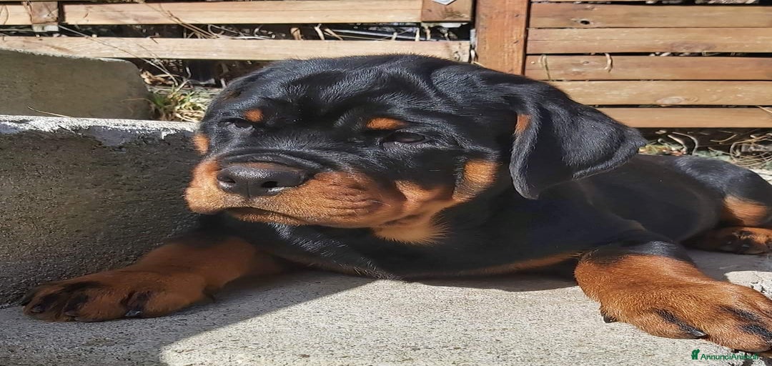 Immagine della galleria {{count}}