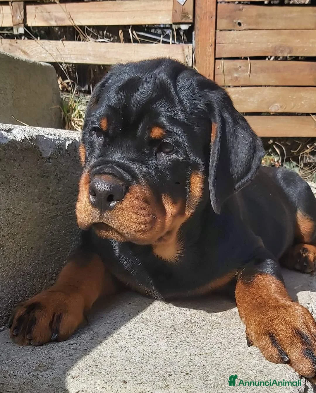 Immagine della galleria {{count}}