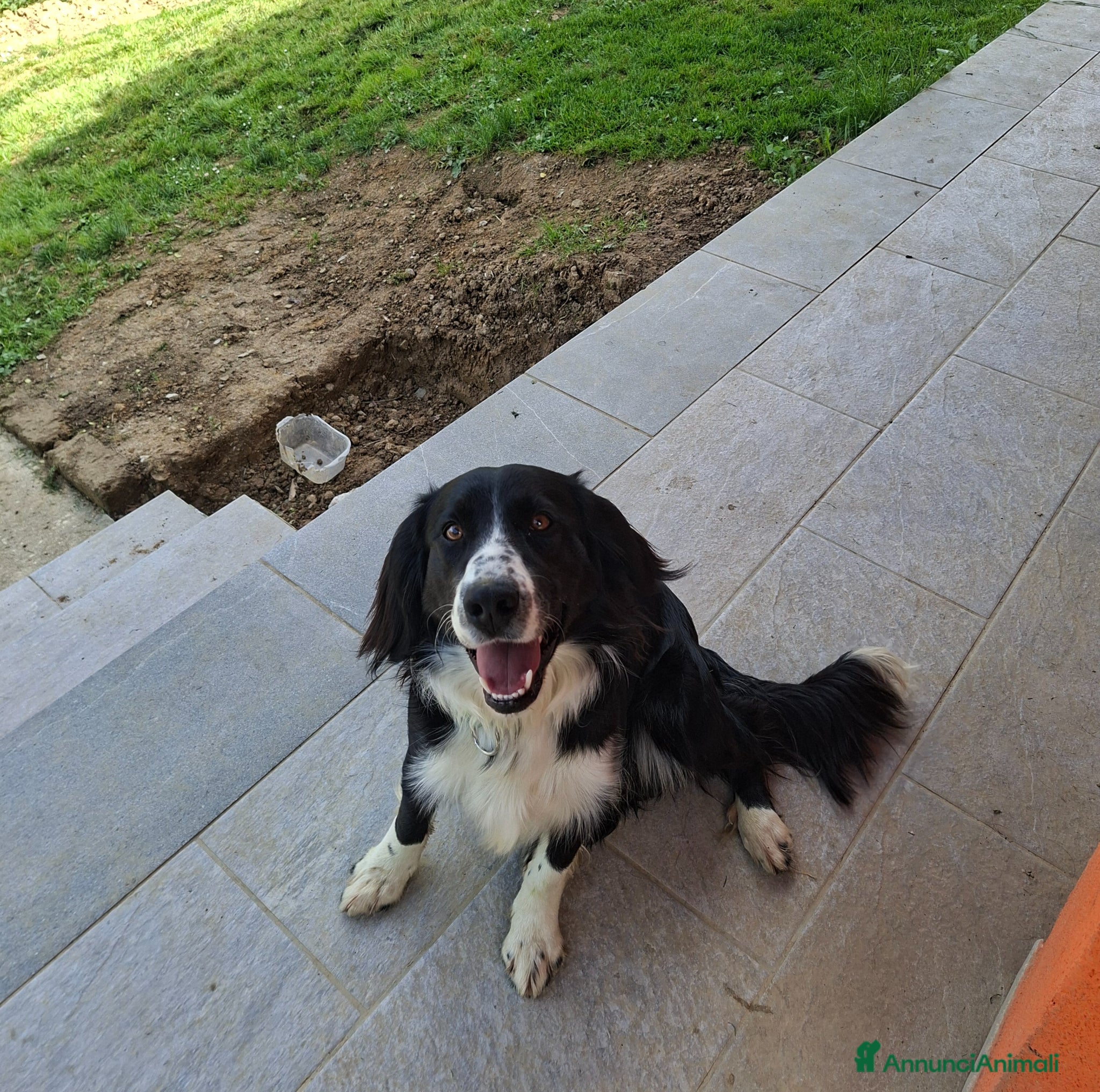 Meticcio cani Super Oreo - Annuncio 2