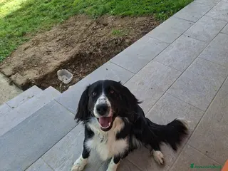 Meticcio cani Super Oreo - Annuncio 2