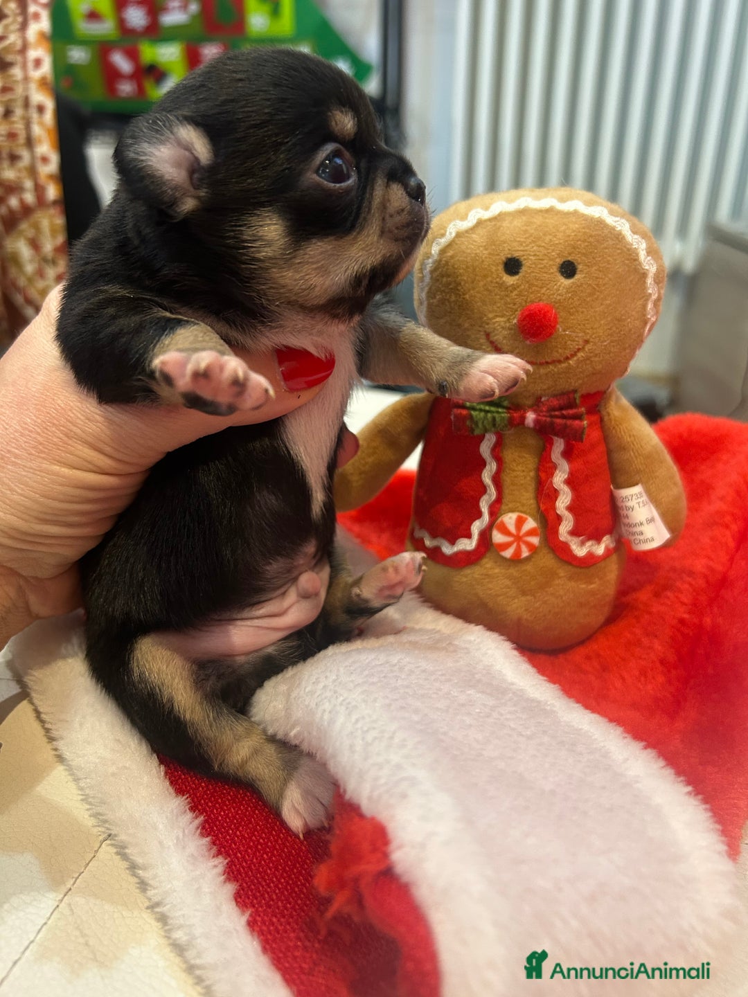 Chihuahua cani in vendita: Chihuahua pedigree Enci  - Annuncio 2