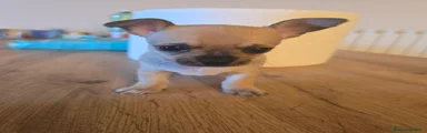 Chihuahua 1