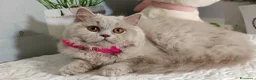 British gatti in vendita: British Longhair Femmina  - Annuncio 7