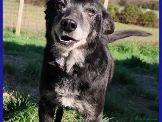 Meticcio cani BULLONE tenero nonnino tg medio picc. - Annuncio 11
