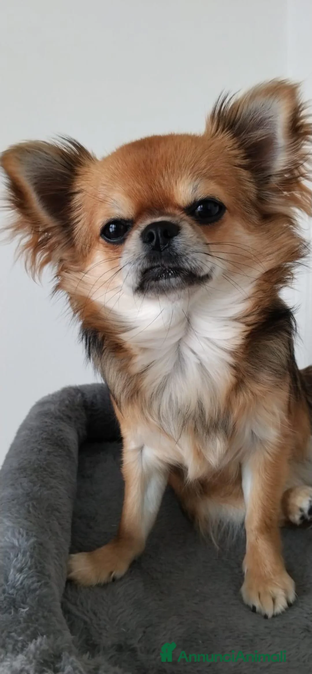 Chihuahua cani in vendita: Cucciolo di Chihuahua a Pelo Lungo - Pedigree ENCI - Annuncio 2