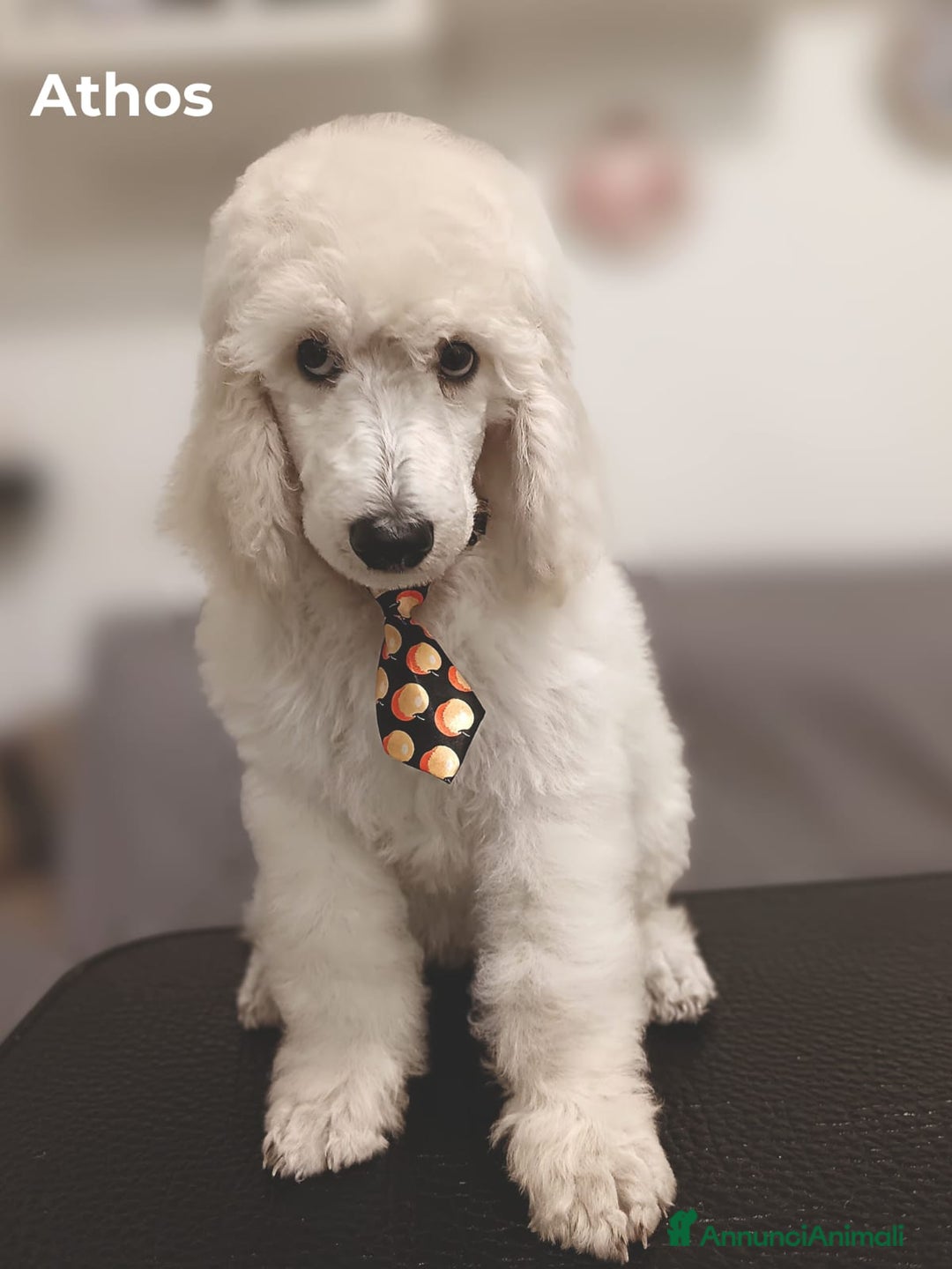 Barbone cani in vendita: Cuccioli di Barboncino con Pedigree ENCI 🐩 a Città metropolitana di Roma Capitale - Annuncio 13