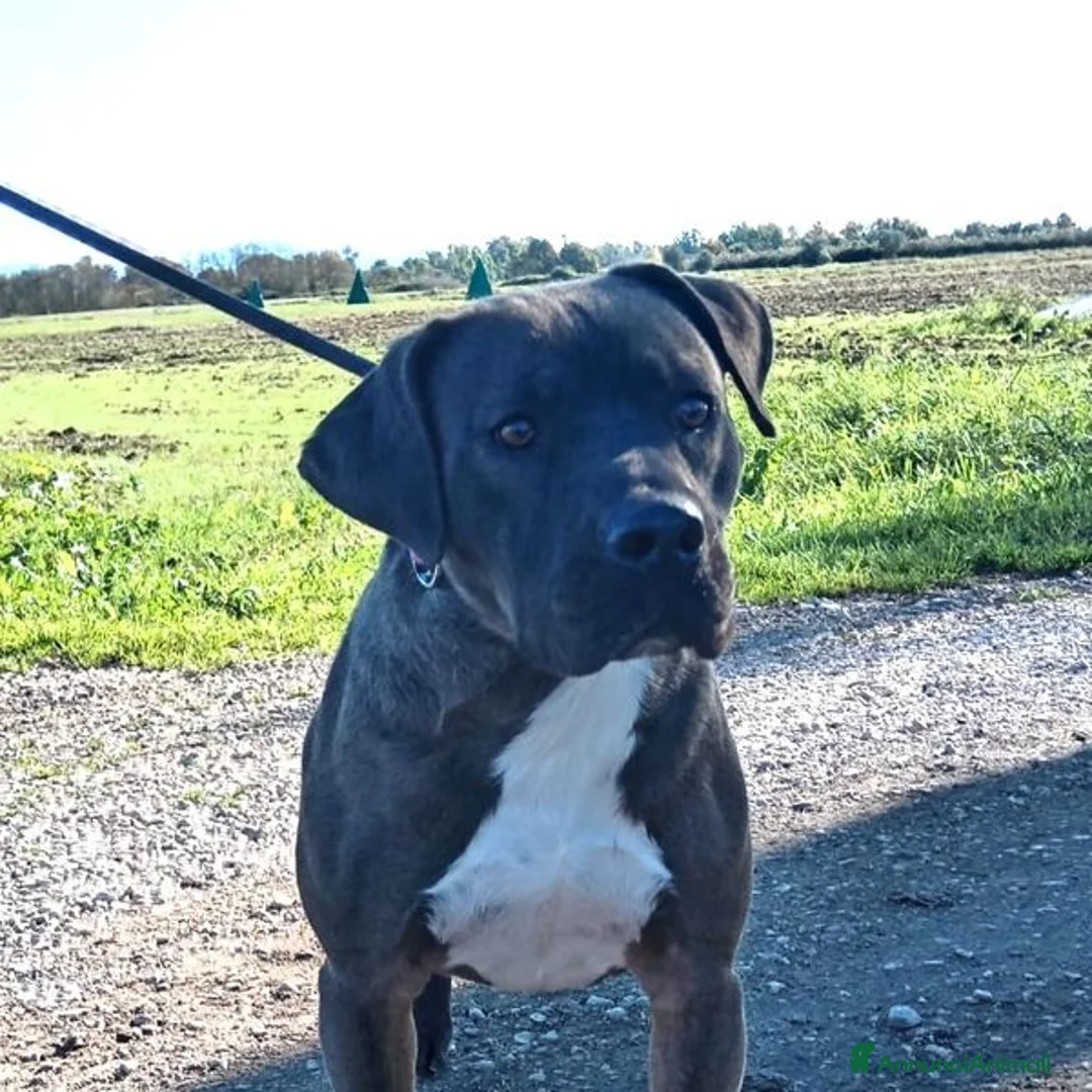 Pitbull cani in regalo: SIMONE, PIT BULL COLOR GRIGIO  a Provincia di Latina - Annuncio 6