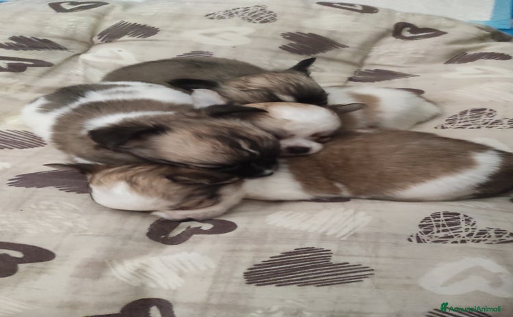 Chihuahua cani a Viterbo - Annuncio 4