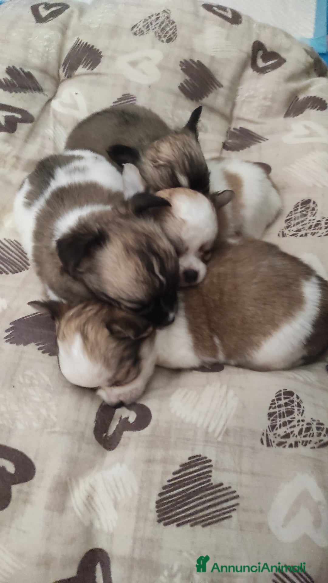 Chihuahua cani in vendita: Cuccioli di Chihuahua a pelo lungo a Viterbo - Immagine 1