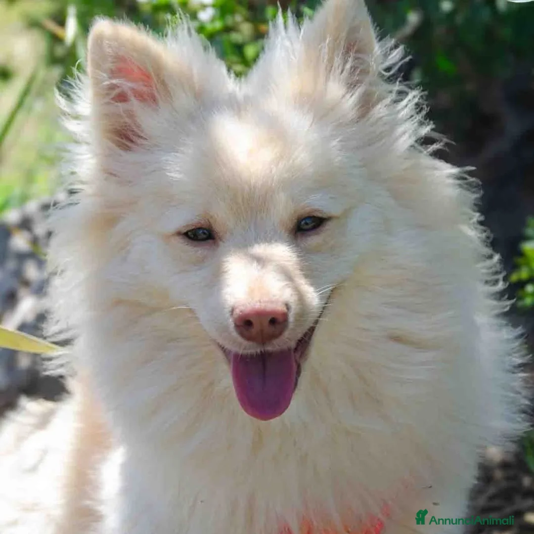 Meticcio cani in regalo: Axel: simil volpino - Annuncio 2