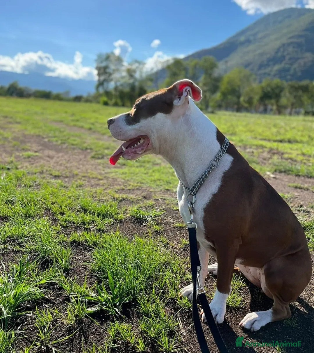 American Bully cani in vendita: Cane pitbull femmina  - Annuncio 3