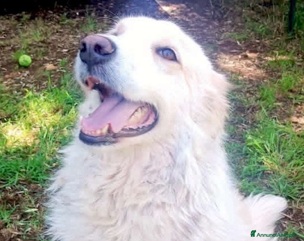 Meticcio cani in regalo: Femmina 3 anni buona e sterilizzata  - Annuncio 4