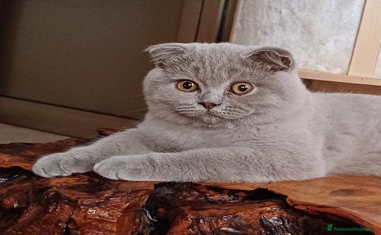 Scottish gatti a Provincia di Reggio Emilia - Annuncio 20
