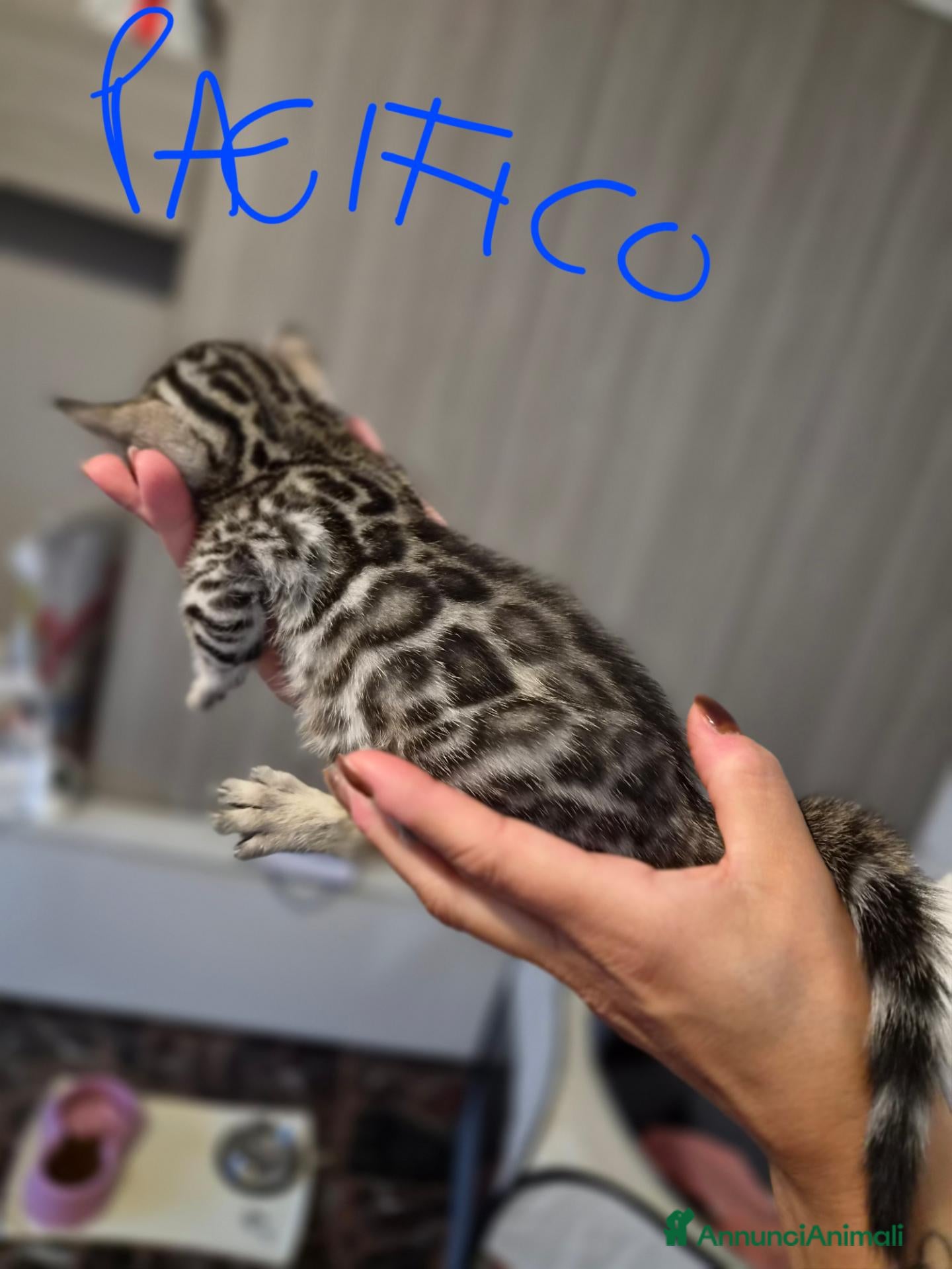 Bengala gatti in vendita: Cuccioli di Bengala - Annuncio 2