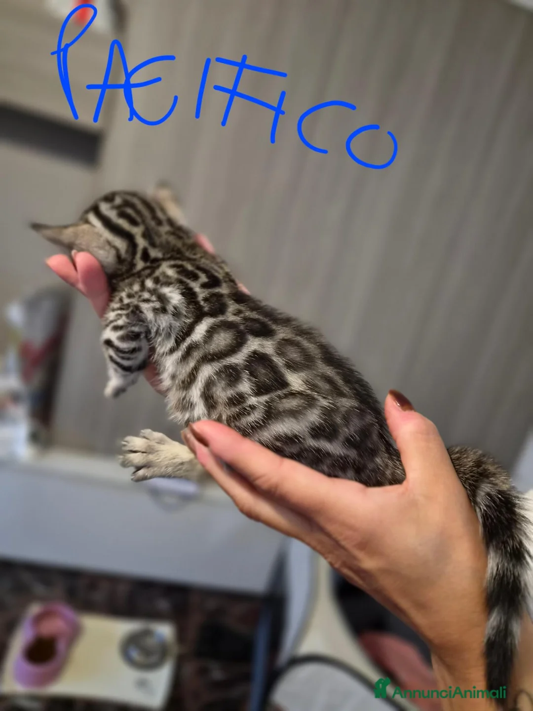 Bengala gatti in vendita: Cuccioli di Bengala a Provincia del Verbano-Cusio-Ossola - Annuncio 2