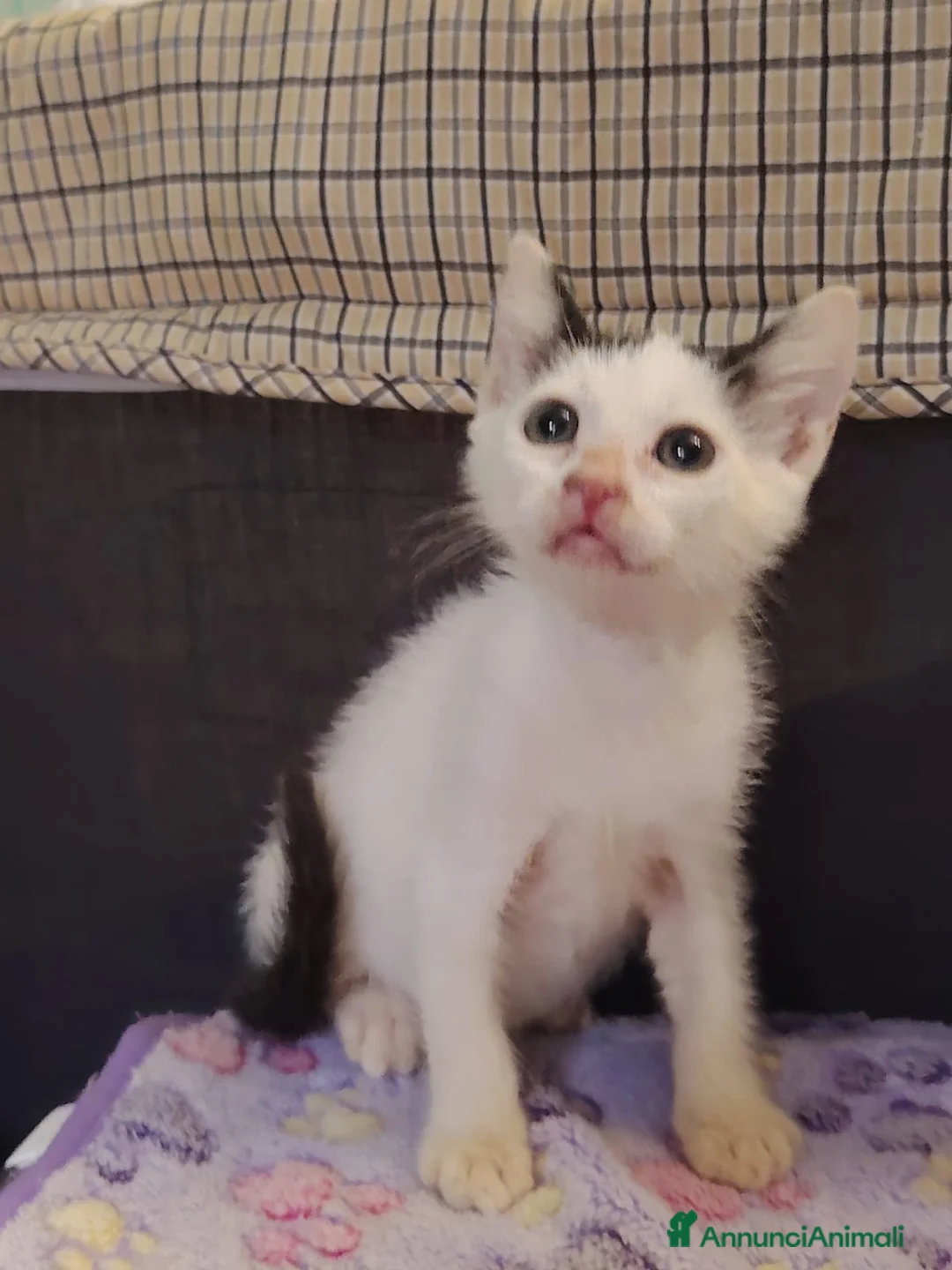 Europeo gatti in regalo: GATTINI: SIAMO AL COLLASSO a Città Metropolitana di Firenze - Annuncio 2
